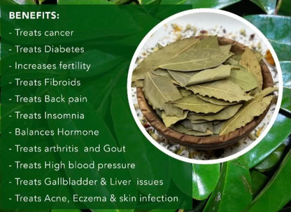 100% Organic Soursop Leaves